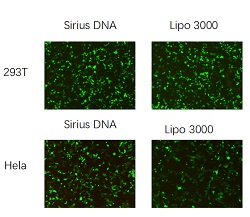 Sirius DNA Transfection Reagent P400025、 P400150