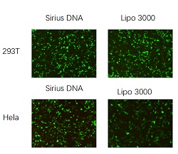 Sirius DNA Transfection Reagent P400025 P400150