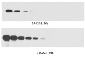 WesternLumaxLight  Sirius HRP substrate(310231)