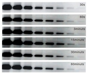 WesternLumaxLight  Sirius HRP substrate(310231)