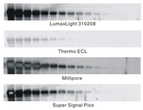 WesternLumaxLight Enhance HRP substrate(310212)