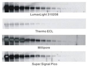 WesternLumaxLight  Enhance HRP substrate(310212)