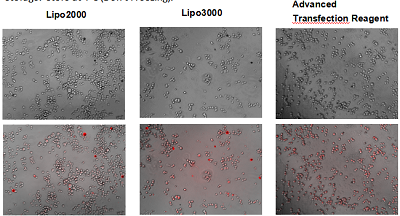 Advanced DNA RNA  Transfection Reagent AD600025